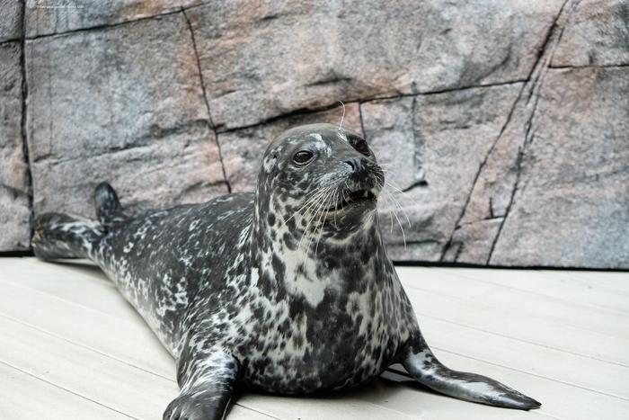 Harbor seal