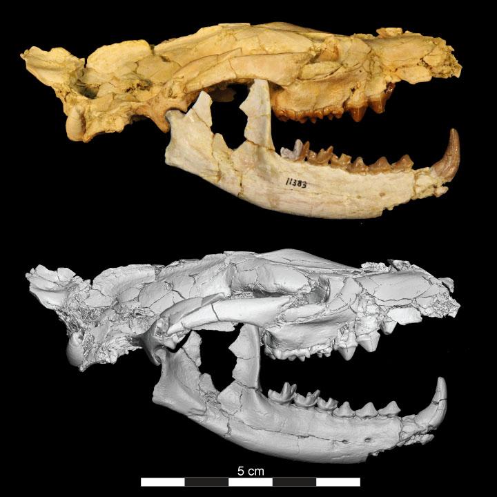 Newly Discovered Egyptian Carnivore Named after Anubis, Ancient Egyptian God of Underworld