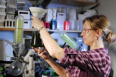 Testing Seaweed Extract