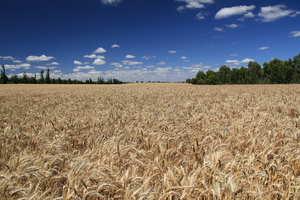 Understanding rust resistance in bread wheat