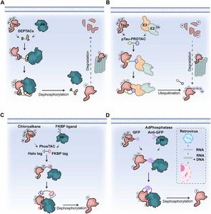 The mechanism of pTau targeting chimeras