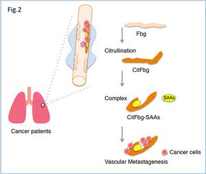 Mechanism of lung tumor metastasis in a murine model (Fig.2)