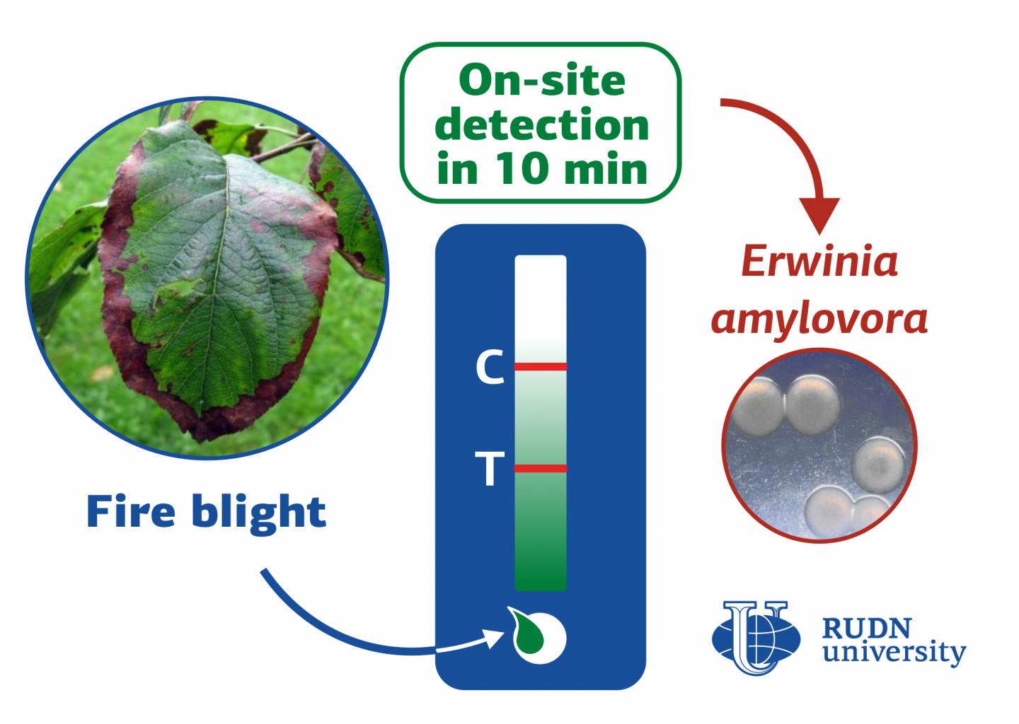 RUDN University Biologists Develop a Rapid Test for Detecting the Fire Blight in Plants