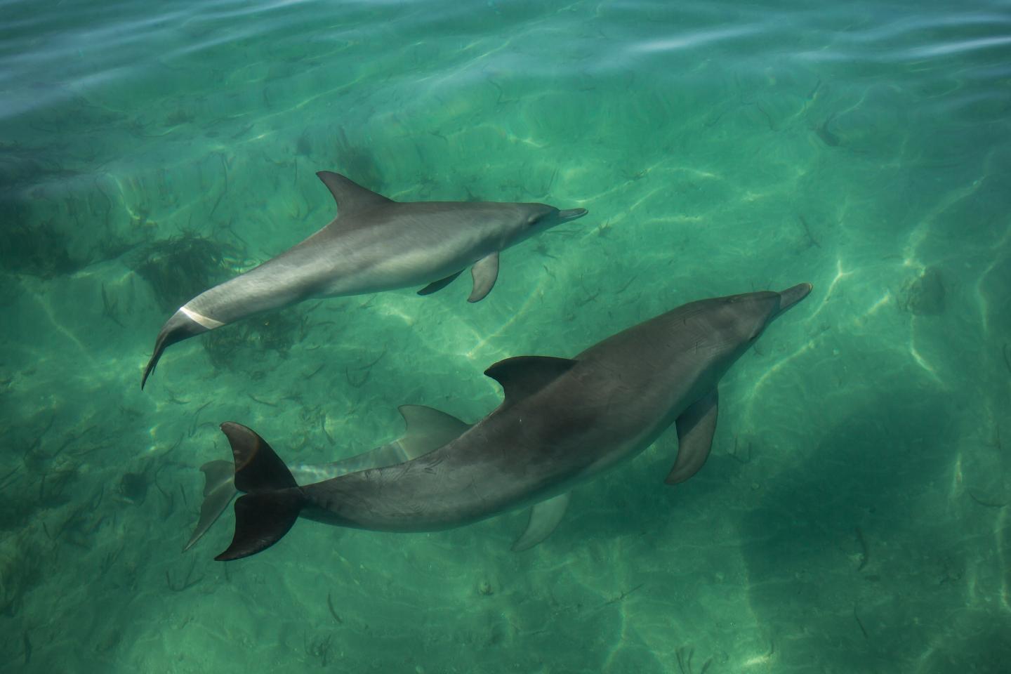 Dolphins Underwater