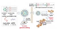 Schematic Diagram of Cas9 mRNA Delivery in Vitro and in Vivo