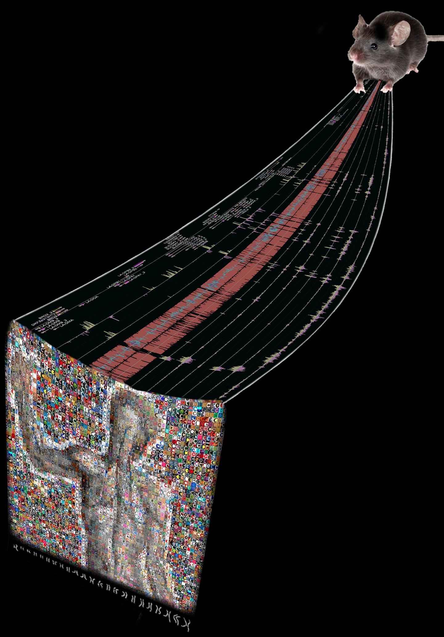 Major New Study Reveals New Similarities and Differences Between Mice and Humans