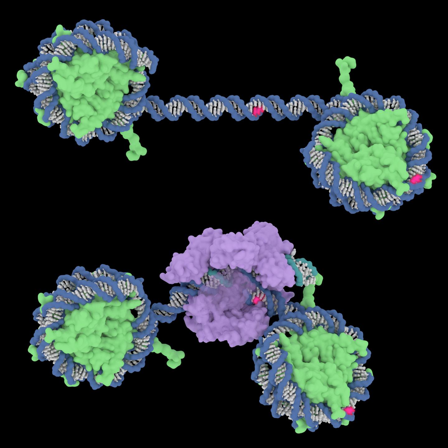 Illustration of Cas9 binding to DNA