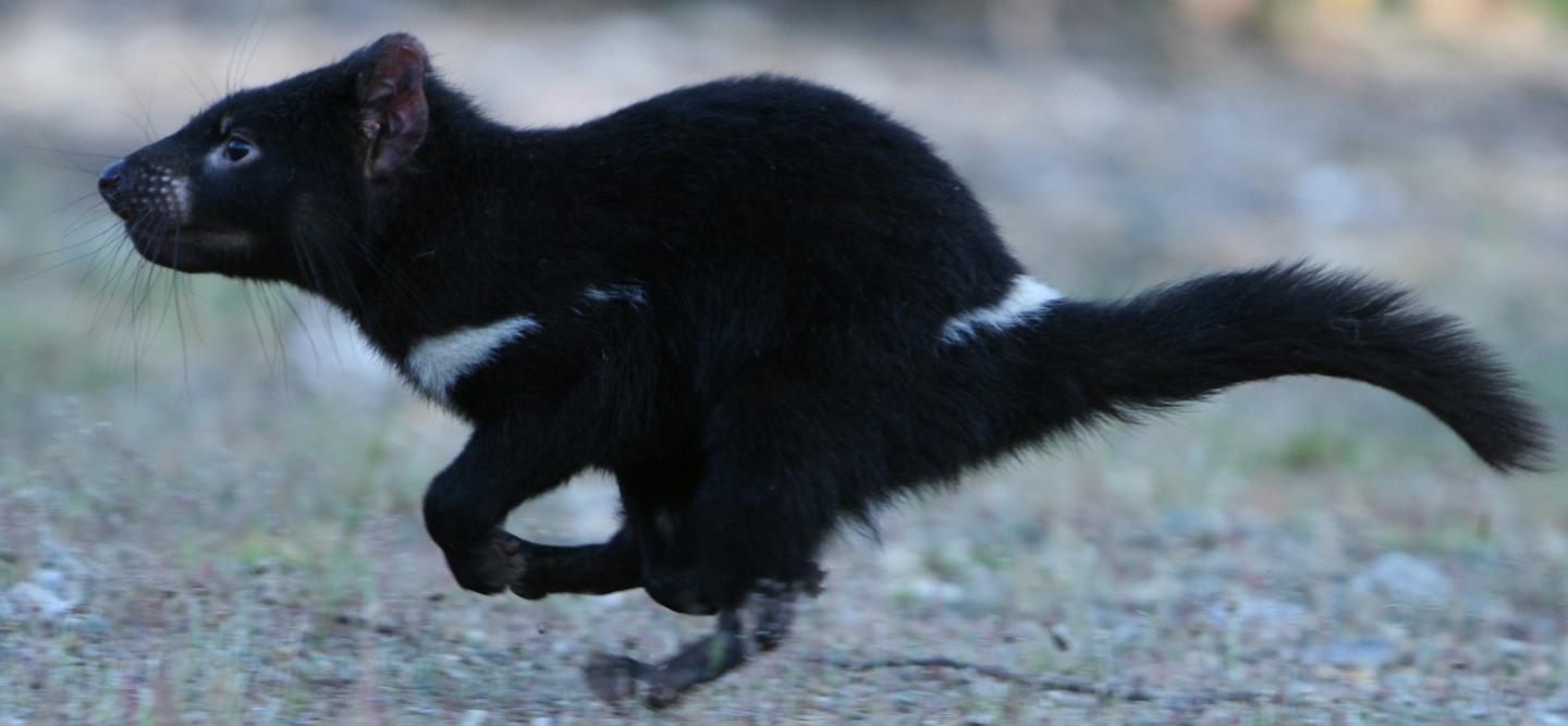 Tasmanian Devil running [IMAGE]  EurekAlert! Science News Releases