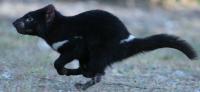Tasmanian Devil running