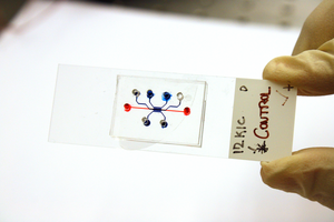 Using cancer cells as logic gates to determine what makes them move - EurekAlert
