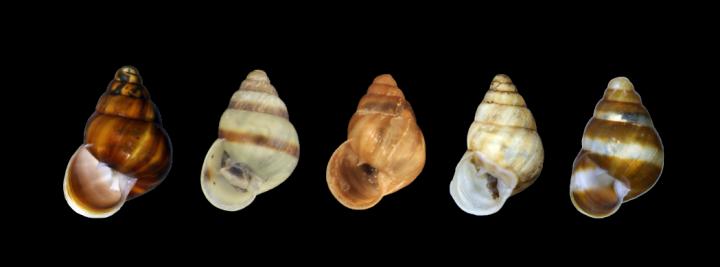 New Species Shows Remarkable Variation
