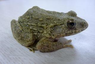 <i>Rugosa emeljanovi</i>