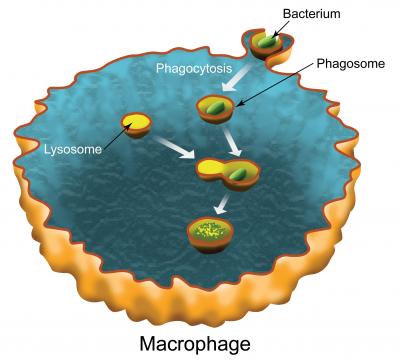 Phagocytosis