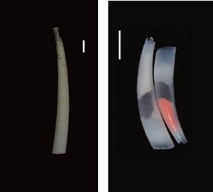 The two lineages of tusk shells, Gadilida and Dentaliida