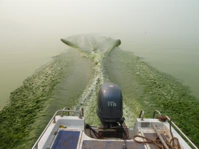 Toxic Algal Bloom