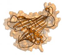 Vitellogenin Protein Locomotive