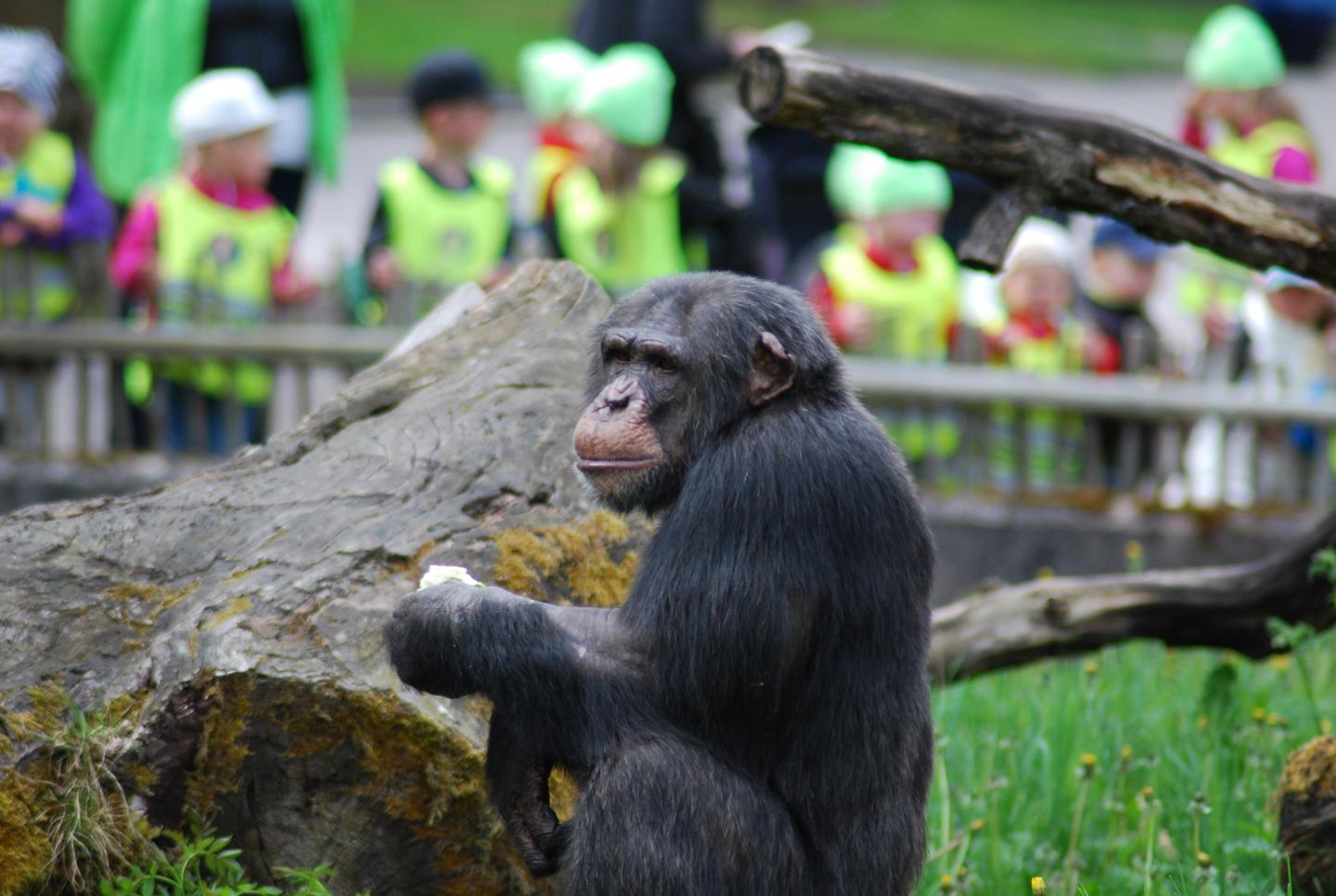 Chimpanzee at Furuvik Zoo in Sweden