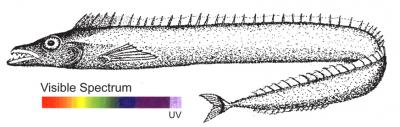 Scabbardfish (<i>Lepidopus fitchi</i>)