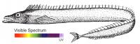 Scabbardfish (<i>Lepidopus fitchi</i>)