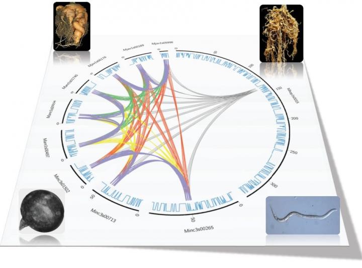 Parasitic Nematodes that Cause Greatest Agricultural Damage Abandoned Sex