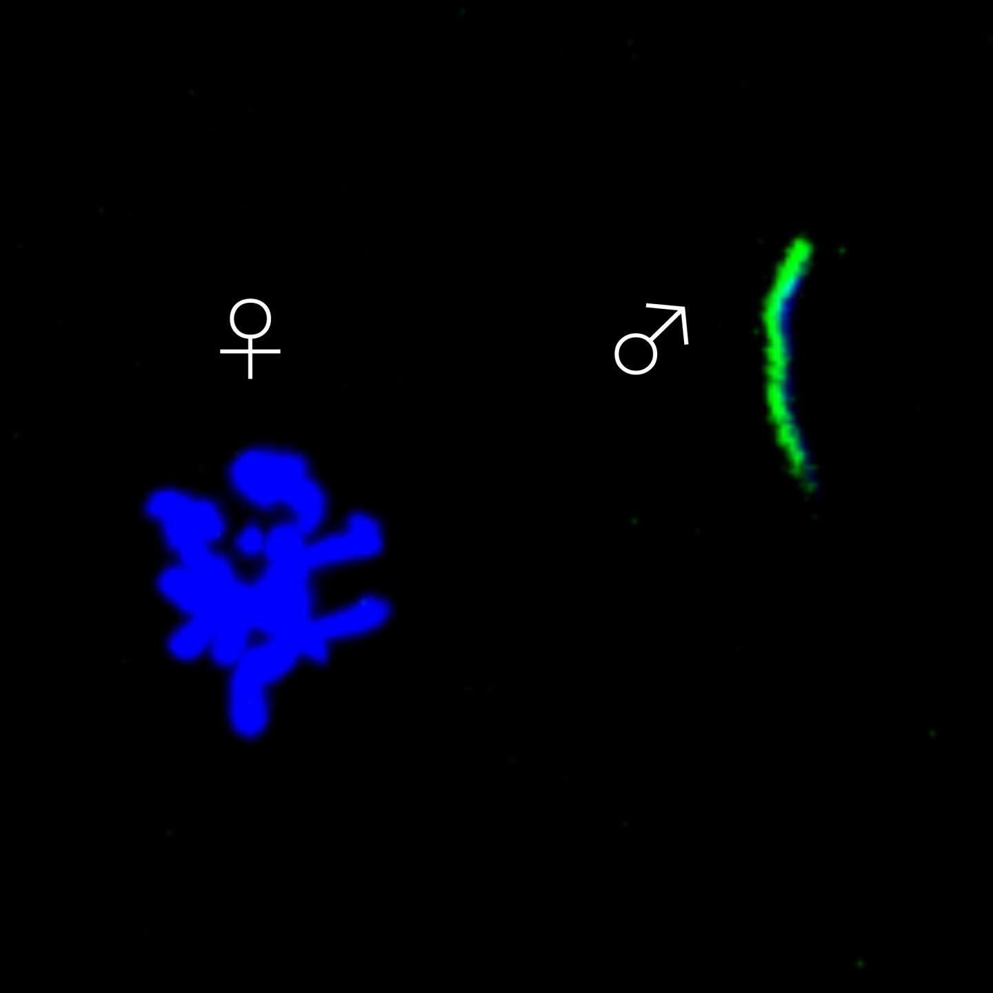 Cromossomas no óvulo fertilizado da mosca da fruta