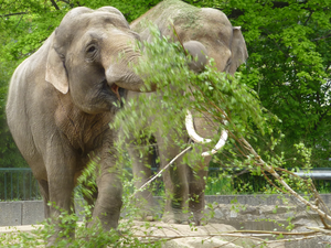 Nutritional enrichment can include providing food in a naturalistic manner, as seen here with Asian elephants.