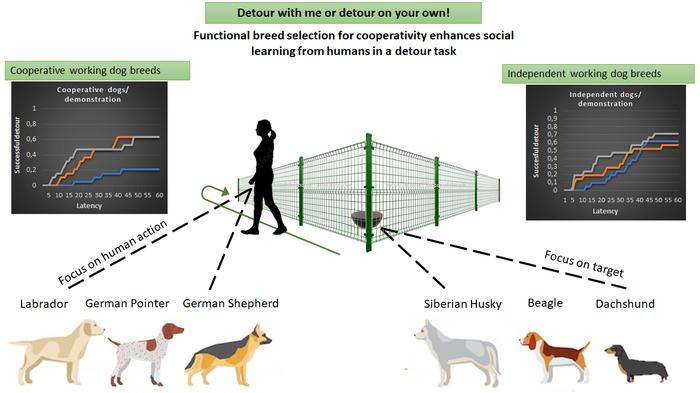 why did humans breed dogs