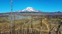 Reburned forest on Mt. Adams