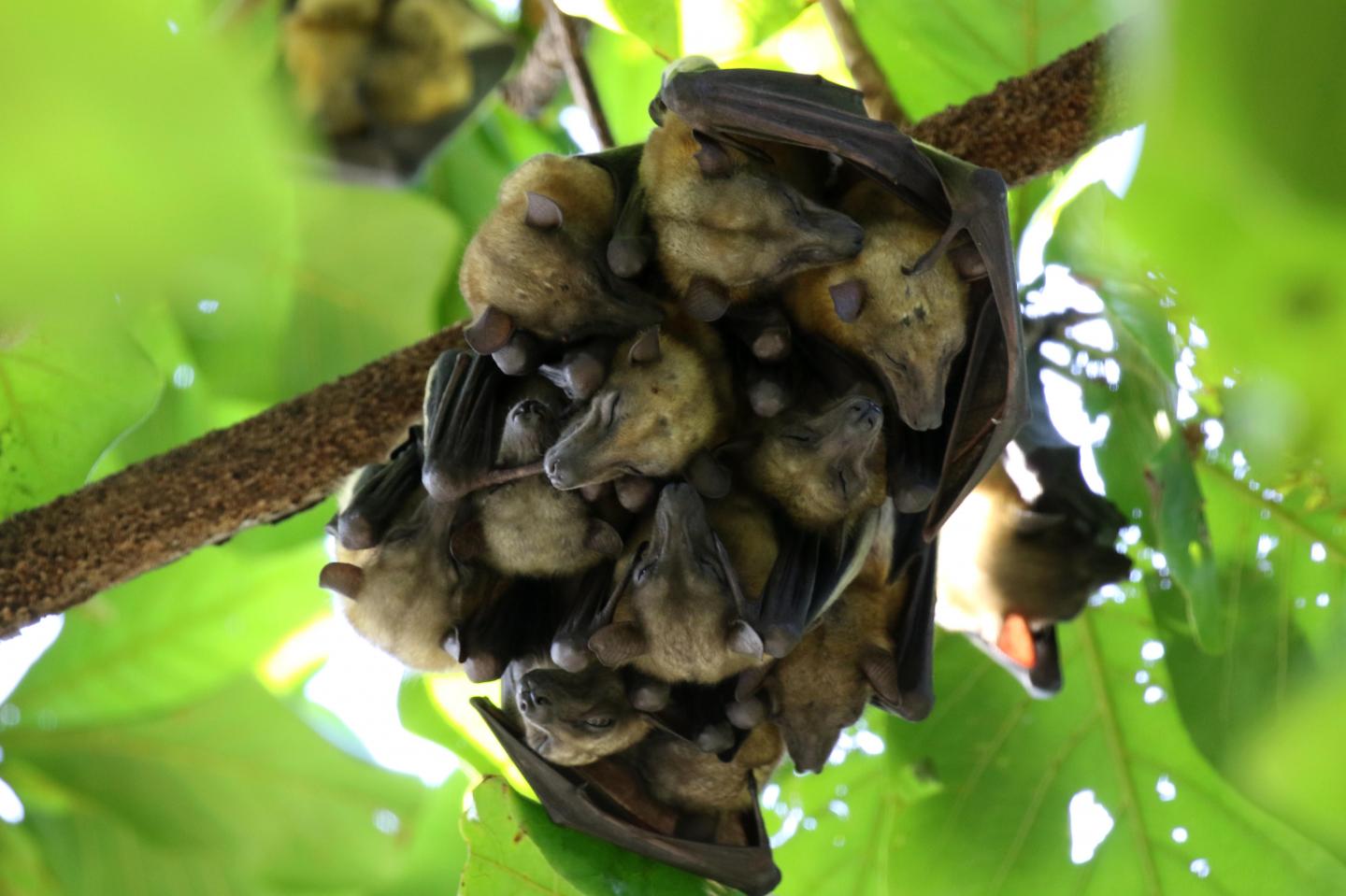 Bats Are Among the Animals Being Studied for Their Potential to Carry and Spread Pathogens