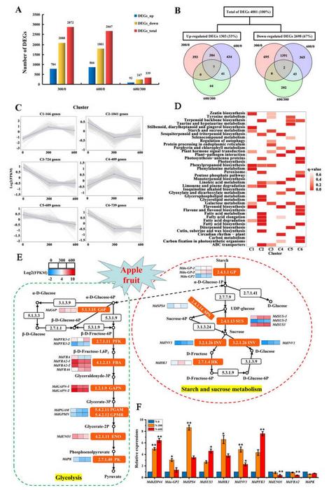 Transcriptome analysis of apple response to different nitrogen levels.