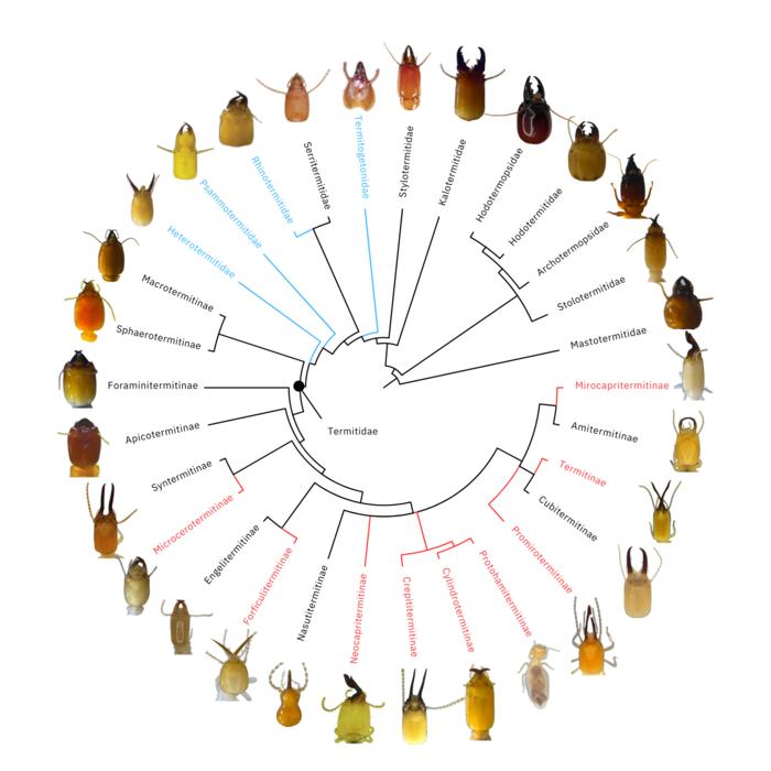 New termite tree of life