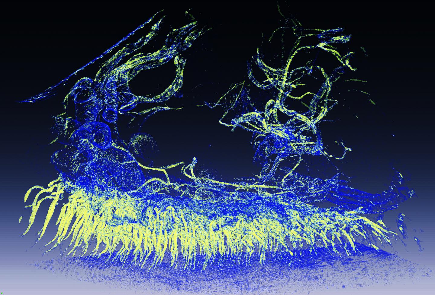 Tomographic Reconstruction of Part of the Firefly Lantern