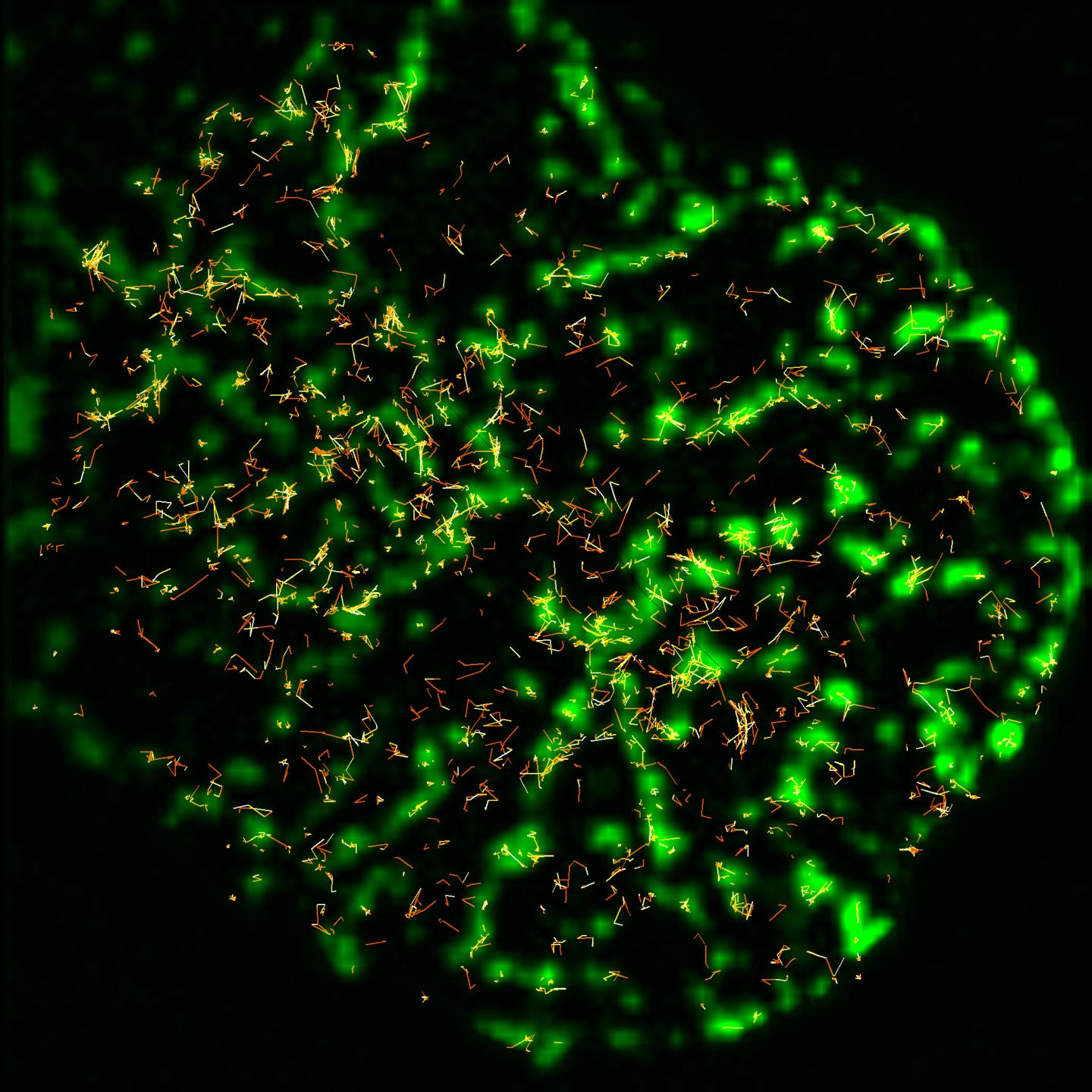 Immune Receptors Amplify 'Invader' Signals by Turning into Mini-Machines