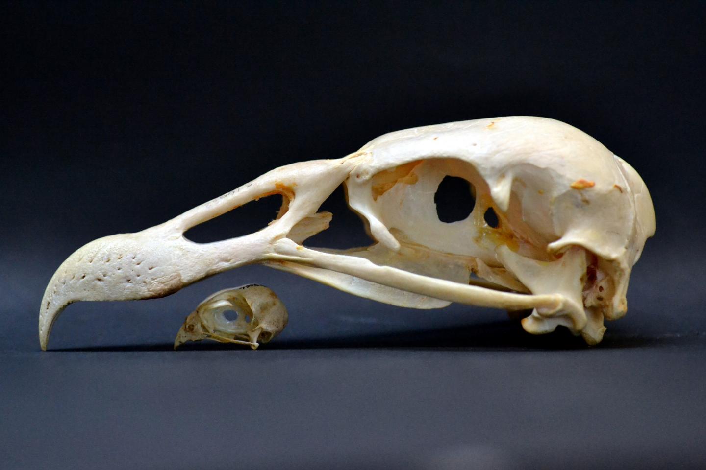birds-of-prey-constrained-in-the-beak-evoluti-eurekalert