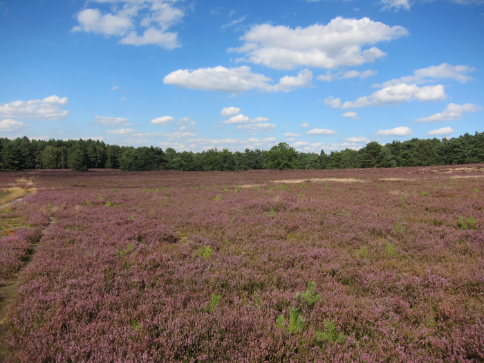 Dry sand heath