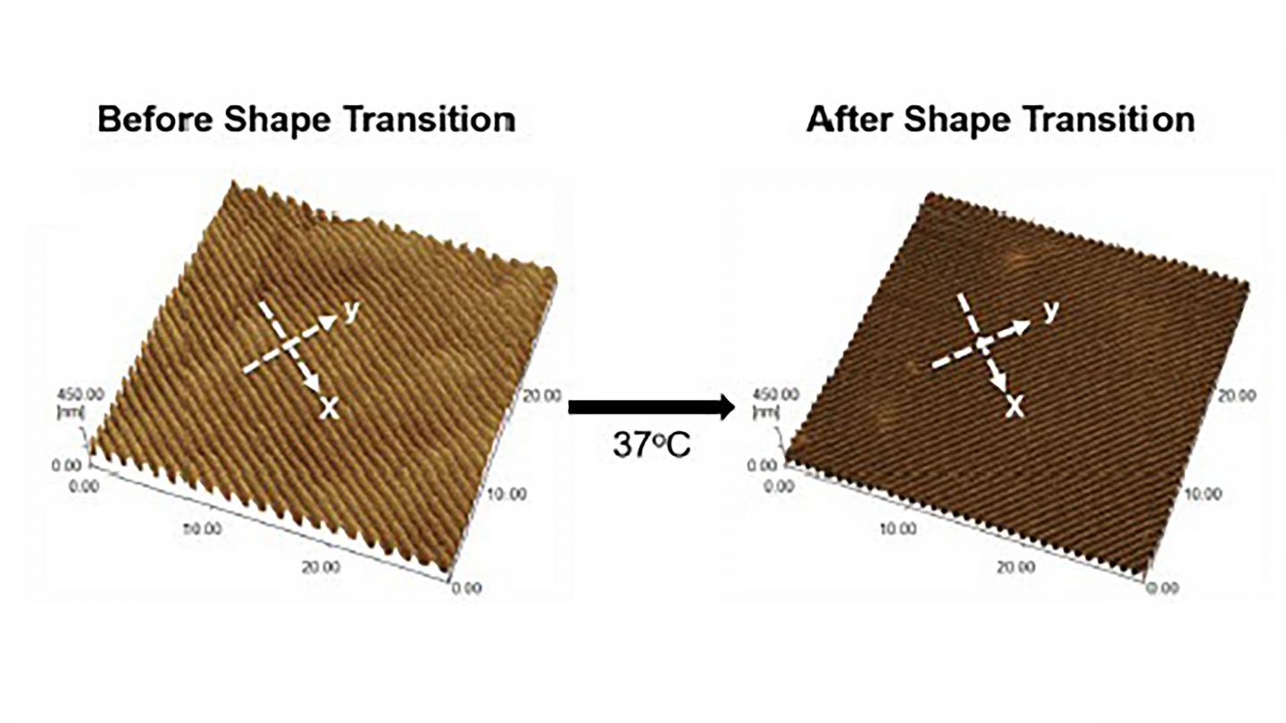 Shape memory polymer