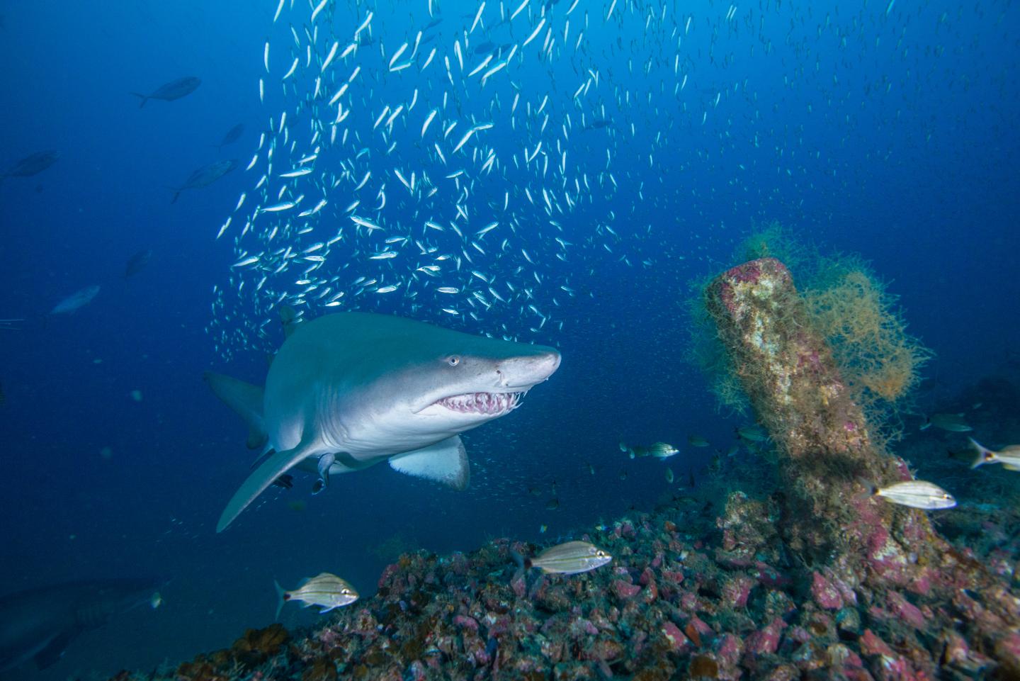 Sand Tiger Shark on a Wreck