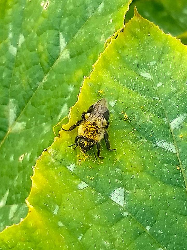 Bumblebee & Cucurbit Pollen