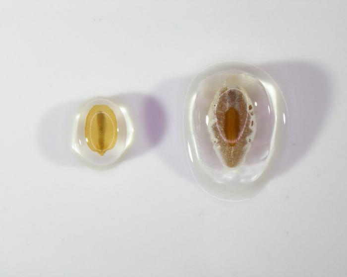 P. turrifera (left) and P. ovata (right) seed with mucilage gel released on the seed