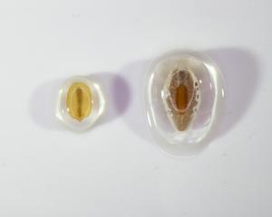 P. turrifera (left) and P. ovata (right) seed with mucilage gel released on the seed