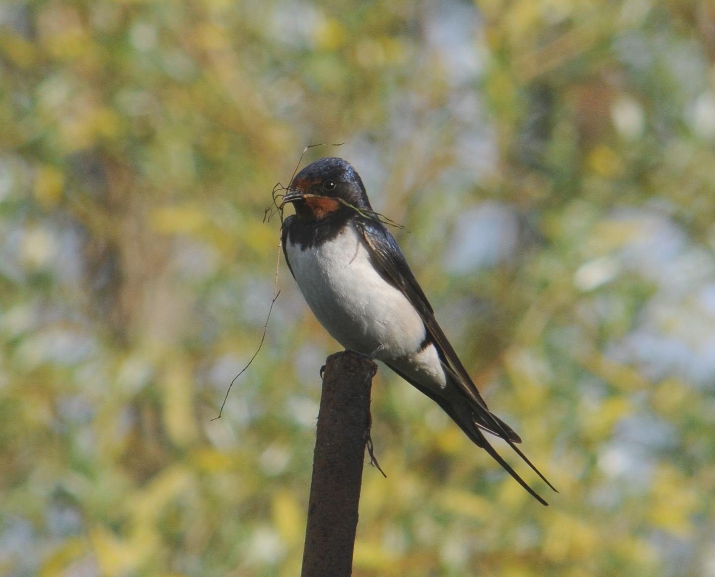 Barn Swallow