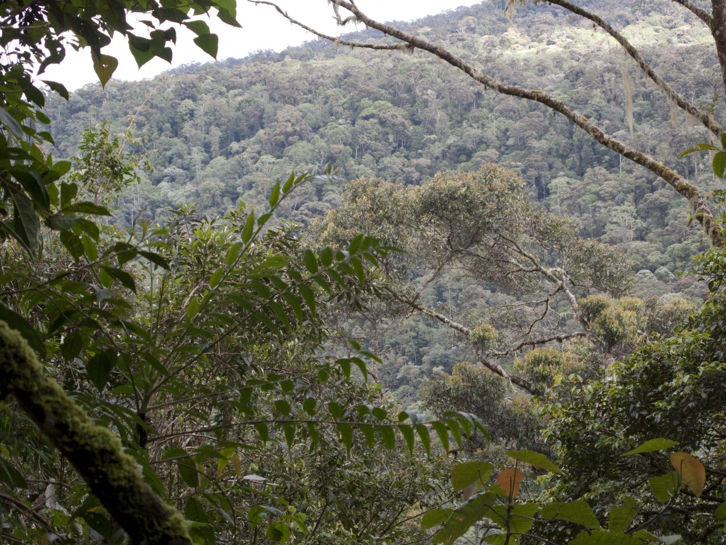 Typical Habitat (Sulawesi)