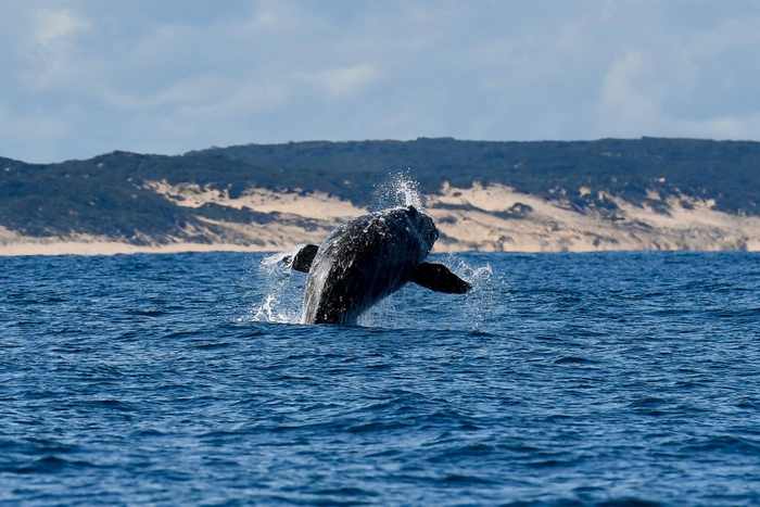 Southern right whale