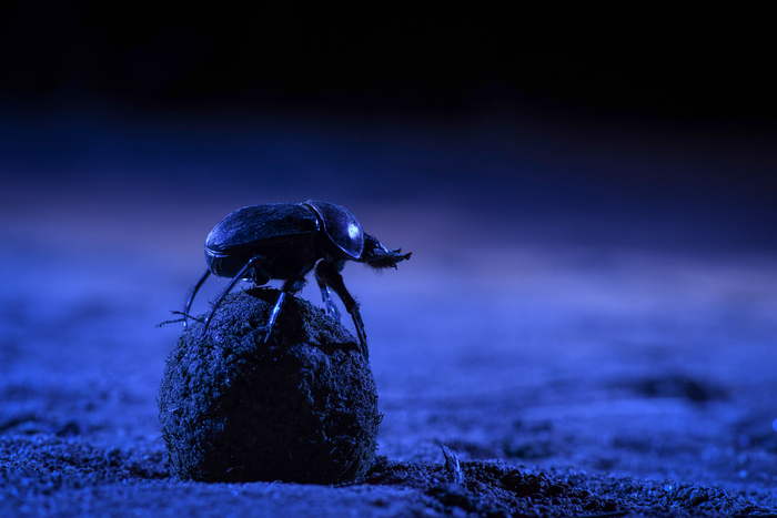 Dung beetle 1