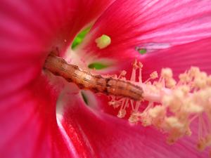 Image showing a cotton bollworm (Helicoverpa armigera) larvae feeding on the fruit of Alcea rosea, the common hollyhock.