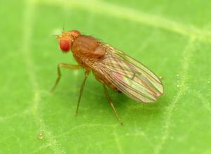 Fruit Fly Drosophila immigrans