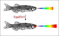 Cyp27c1 Enzyme