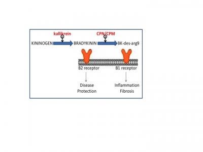 University of Houston Researchers Studying Bradykinin Receptors in Kidney Disease