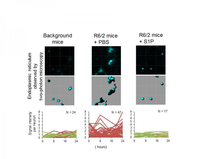 Instability and Enlargement of ER Are the Feature of TRIAD