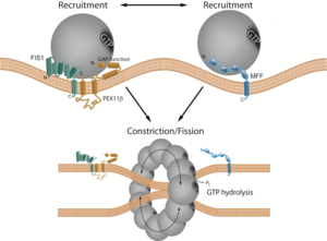 Working model of PEX11β-FIS1-dependent and MFF-dependent peroxisome division